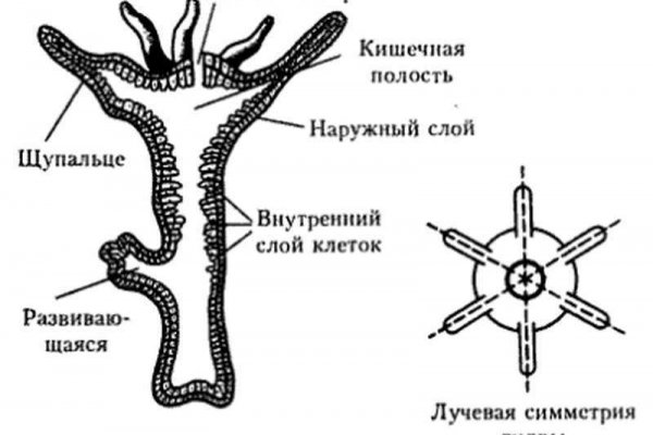 Найдется все kraken 2krn cc